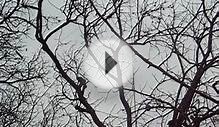 ham radio videos 4L6DL ANTENNAS